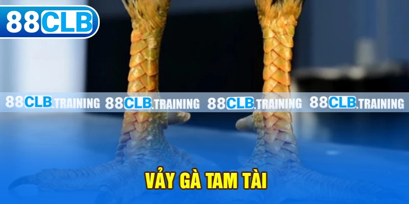 Vảy Gà Tam Tài - Dấu Hiệu Nhận Biết Và Cách Chăm Sóc Gà Chọi - ri88