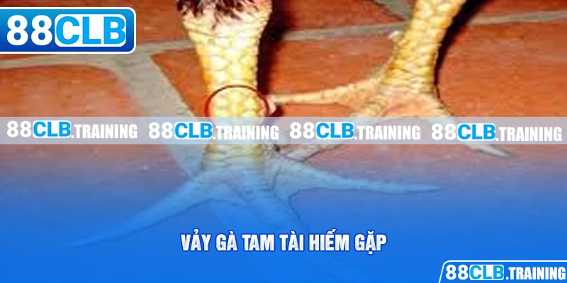 Vảy Gà Tam Tài - Dấu Hiệu Nhận Biết Và Cách Chăm Sóc Gà Chọi - ri88