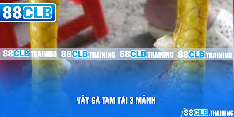 Vảy Gà Tam Tài - Dấu Hiệu Nhận Biết Và Cách Chăm Sóc Gà Chọi - ri88