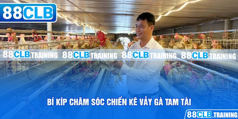Vảy Gà Tam Tài - Dấu Hiệu Nhận Biết Và Cách Chăm Sóc Gà Chọi - ri88