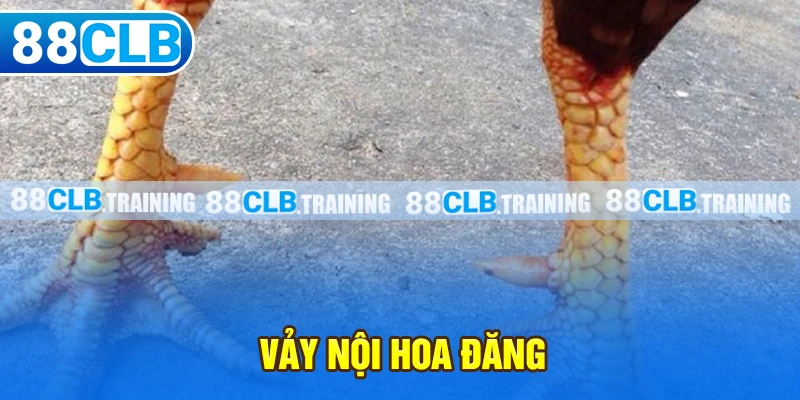 Vảy Nội Hoa Đăng - Dấu Hiệu Nhận Biết Một Thần Kê Đích Thực - ri88