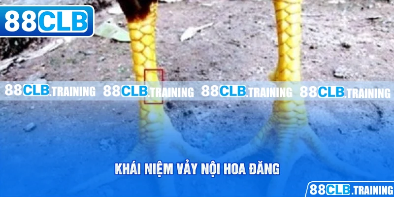 Vảy Nội Hoa Đăng - Dấu Hiệu Nhận Biết Một Thần Kê Đích Thực - ri88