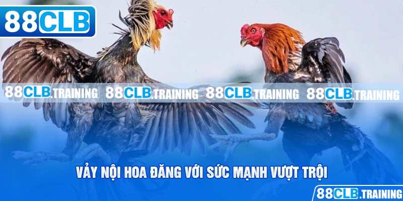 Vảy Nội Hoa Đăng - Dấu Hiệu Nhận Biết Một Thần Kê Đích Thực - ri88