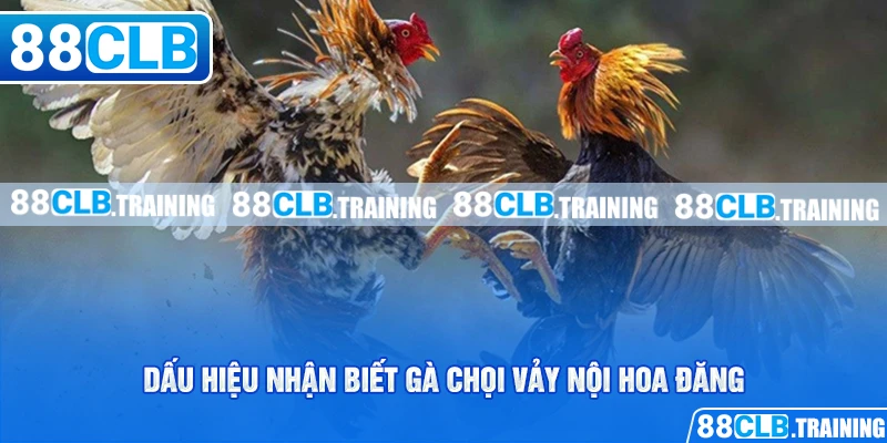 Vảy Nội Hoa Đăng - Dấu Hiệu Nhận Biết Một Thần Kê Đích Thực - ri88