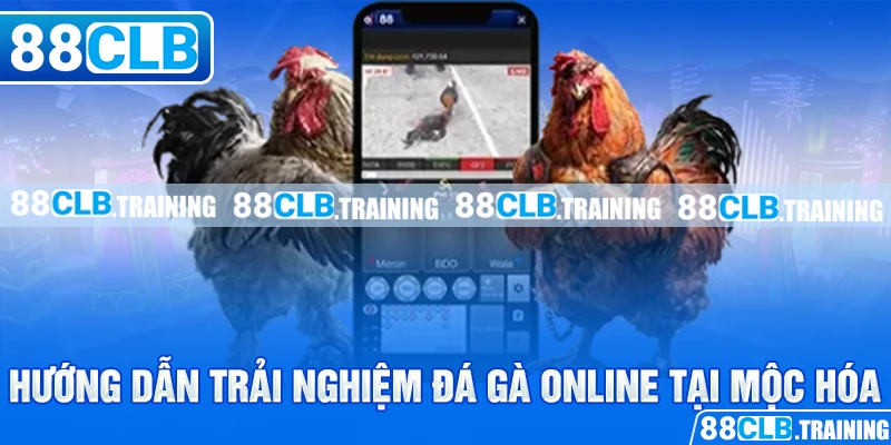 Trường Gà Mộc Hóa – Nơi Hội Tụ Những Trận Đấu Hấp Dẫn - ri88